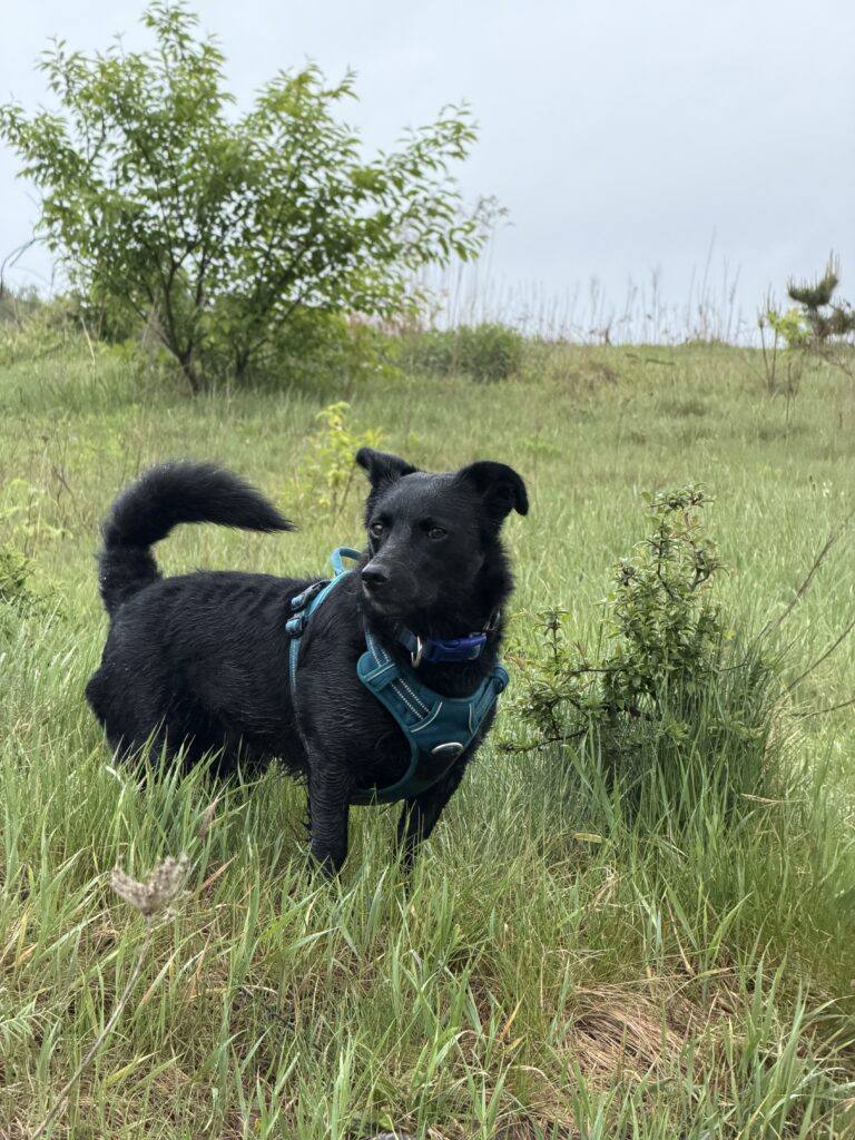 Hachiko na spacerze wśród traw